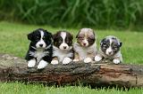 BERGER AUSTRALIEN PUPPIES 787